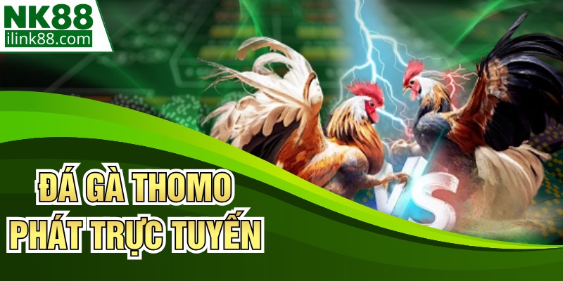 Đá Gà Thomo Phát Trực Tuyến - Trải Nghiệm Kịch Tính Tại NK88
