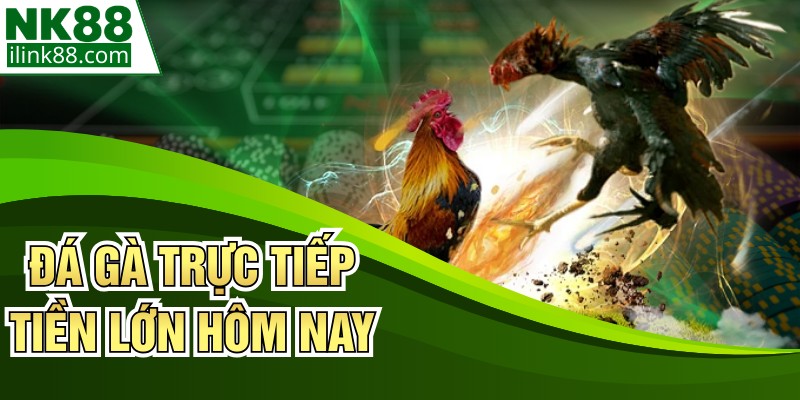Đá Gà Trực Tiếp Tiền Lớn Hôm Nay - Đấu Trường Gay Cấn