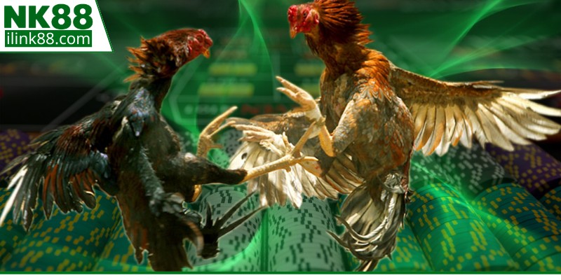 Khám phá hình thức xem gà đá cựa sắt