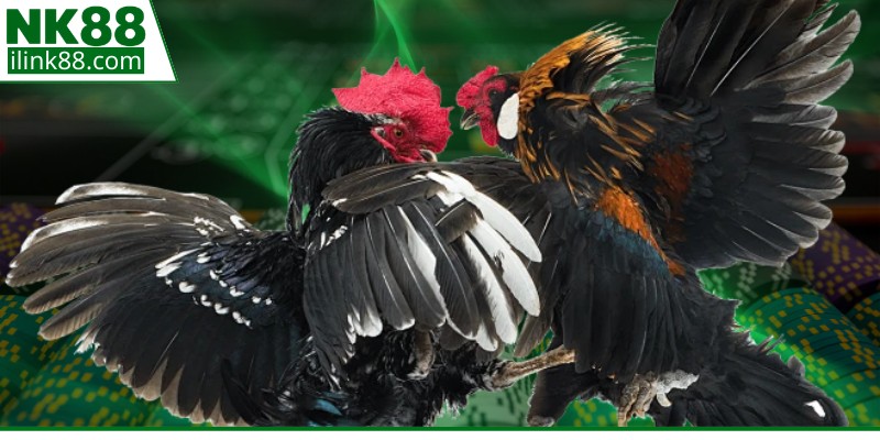 Quy trình tham gia theo dõi các trận đấu gà