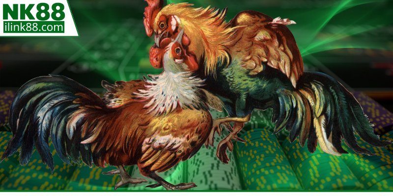 Quy trình xem trực tiếp gà đá Campuchia